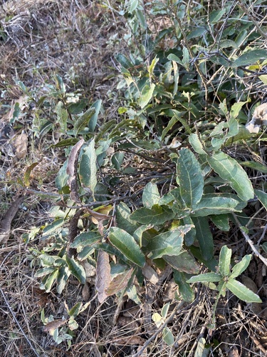 Quercus purhepecha