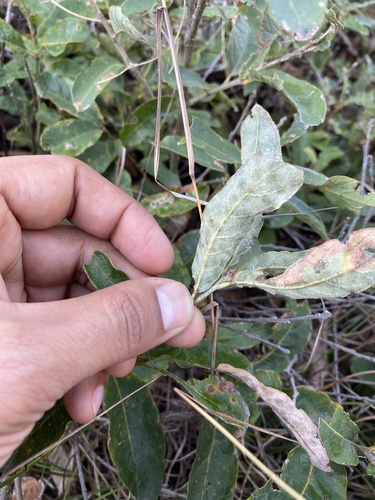 Quercus purhepecha
