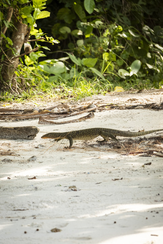 Mangrove Monitor — seen at this dive site