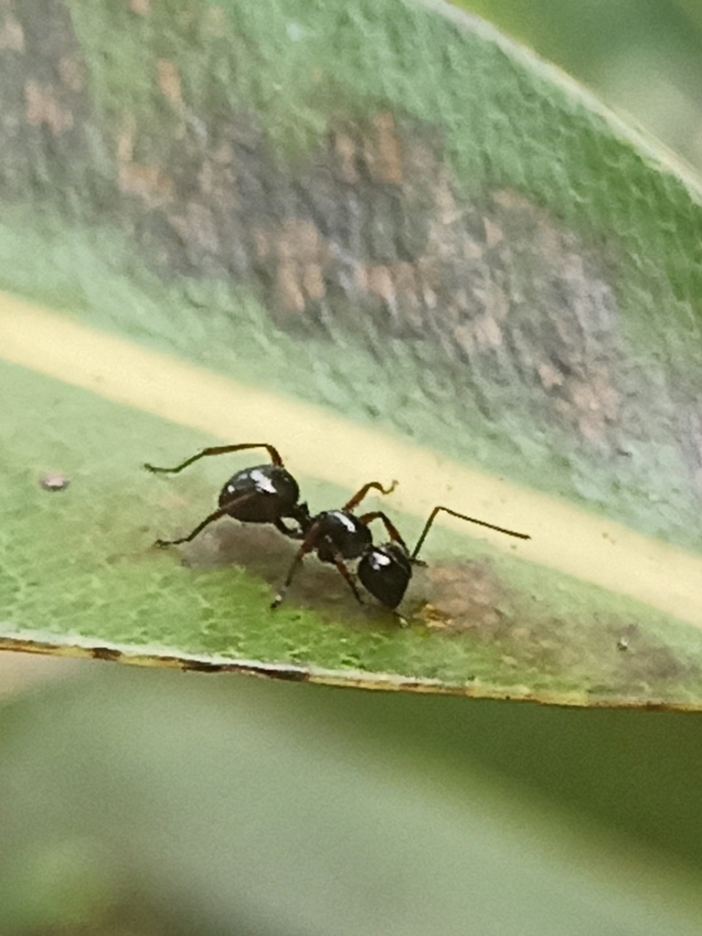 Polyrhachis Ratellata Polyrhachis rastellata from VWHH+XW6, Ruhunupura, Sri Lanka on February ...
