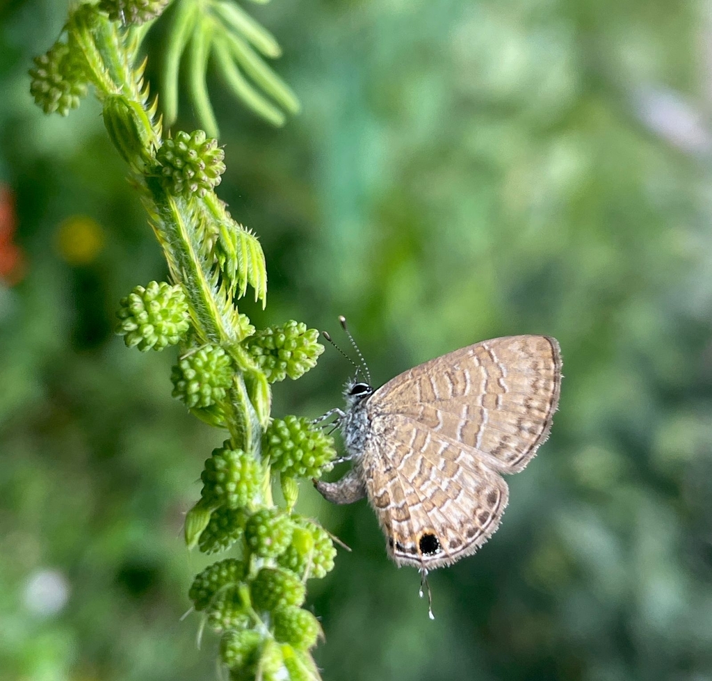 Common Line Blue Common Line Blue from Weliganga, Sri Lanka on November 19, 2024 by ...