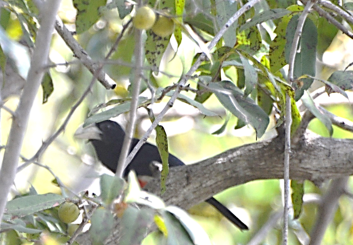 Black-breasted Barbet