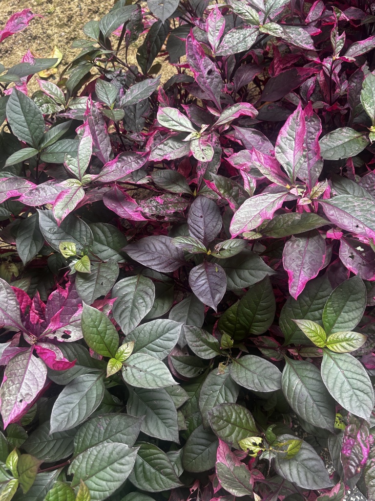 Alternanthera bettzickiana — a medium houseplant