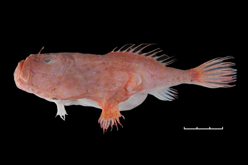 Chaunax breviradius
