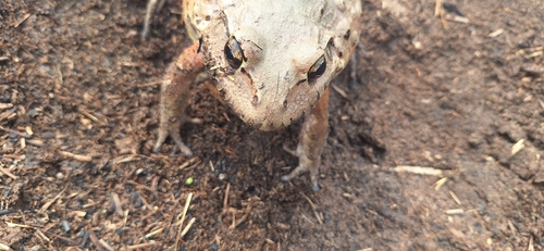 Pepper Frog