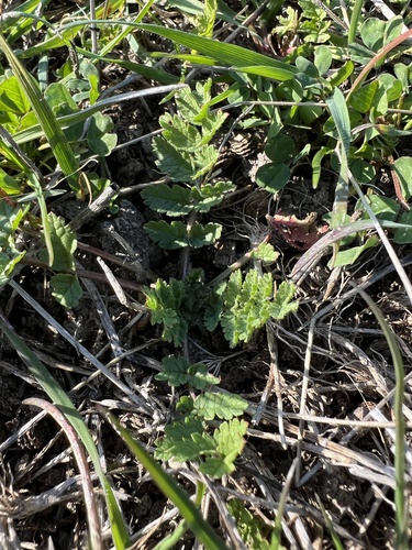 iNaturalist observation photo of musk stork's-bill