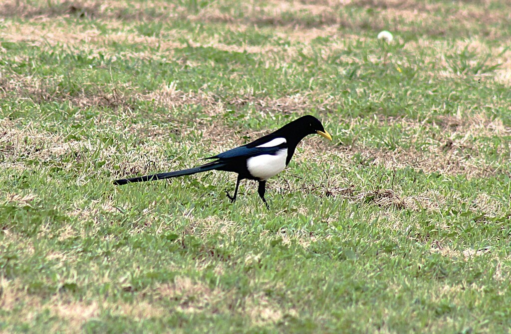 Yellow-billed Magpie from Modesto, CA, USA on February 3, 2025 at 12:05 ...