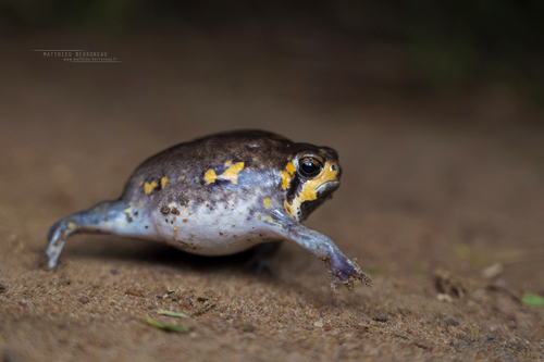 Power's Rain Frog