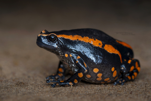 Phrynomantis bifasciatus (Smith, 1847)