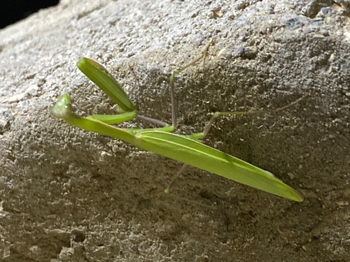 European Mantis