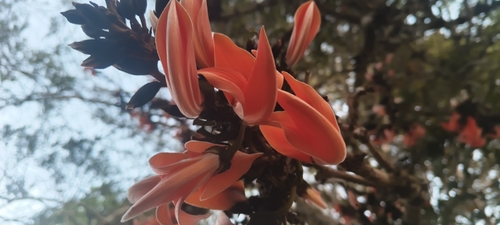 Flame of The Forest