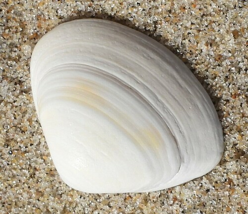 Cut Trough Shell