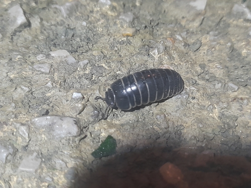 Glomeris maerens