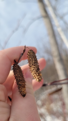 Purpus' Birch