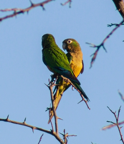 Cactus Parakeet