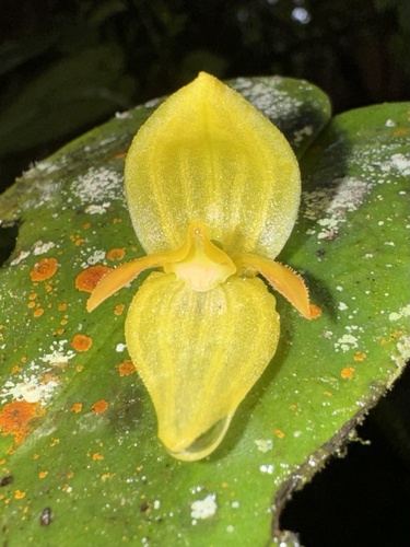 Siphoglossa Orchid