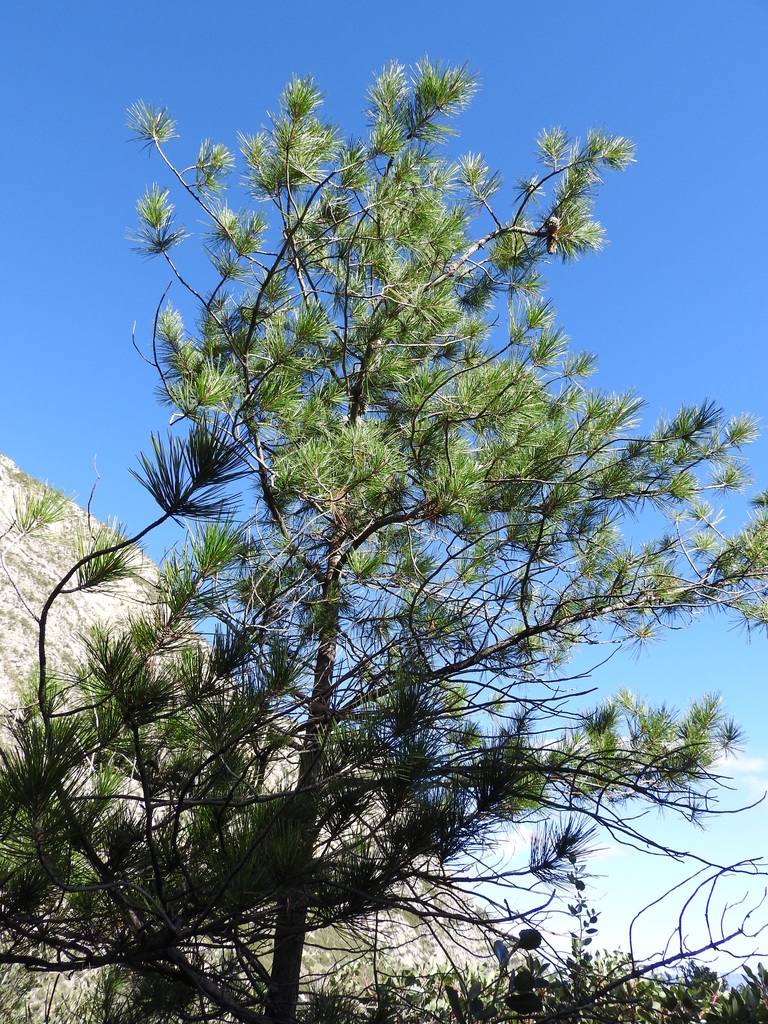 Gregg's pine