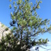Pinus greggii - Photo (c) Arturo Cruz, כל הזכויות שמורות, הועלה על ידי Arturo Cruz