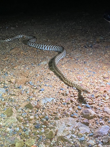 Brown Tree Snake sighting