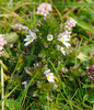 Western Eyebright - Photo (c) Tig, all rights reserved