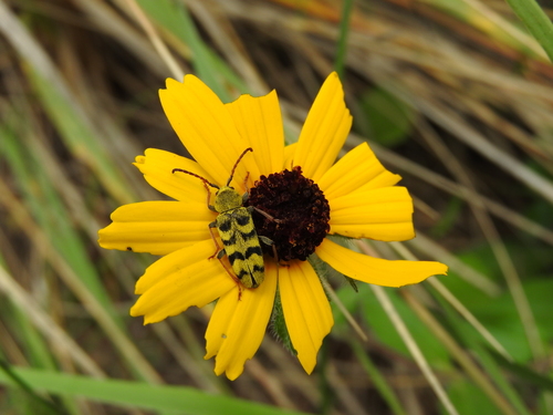 Ochraethes clerinus