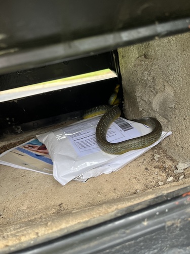 Common Tree Snake sighting