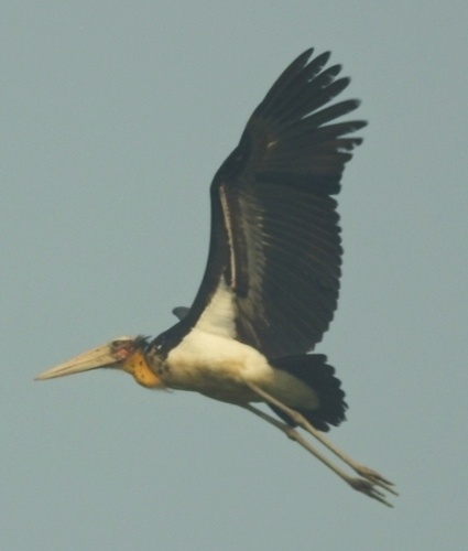 Greater Adjutant