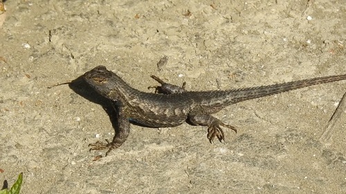 iNaturalist observation photo of Western Fence Lizard