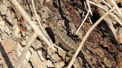 iNaturalist observation photo of Western Fence Lizard