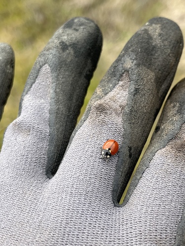 iNaturalist observation photo of California Lady Beetle