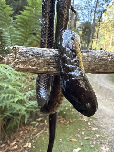 Tiger Snake sighting