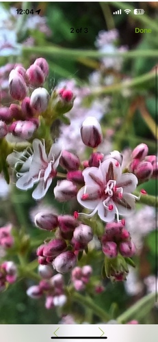 iNaturalist observation photo of California Buckwheat