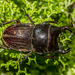 Geodorcus - Photo (c) Danilo Hegg, all rights reserved, uploaded by Danilo Hegg