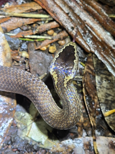 Golden-crowned Snake sighting