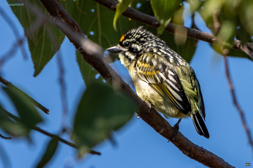 Yellow-fronted Tinkerbird