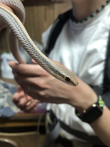 Big Bend Patchnose Snake