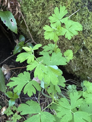 Western Columbine foliage