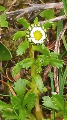 Mauranthemum