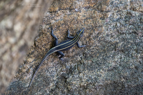 Platysaurus intermedius nyasae
