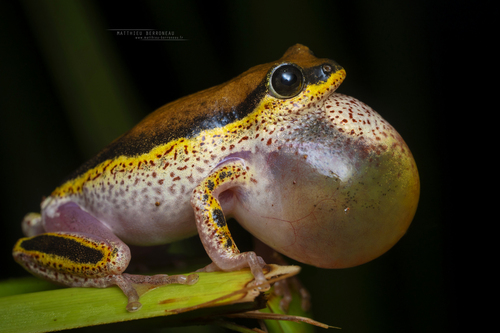 Margined Reed Frog