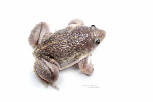 Guinea Snout-burrower