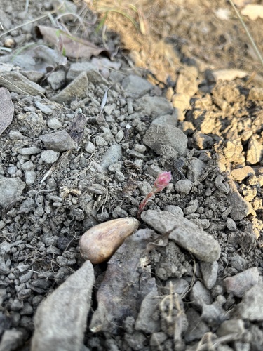 iNaturalist observation photo of blue oak