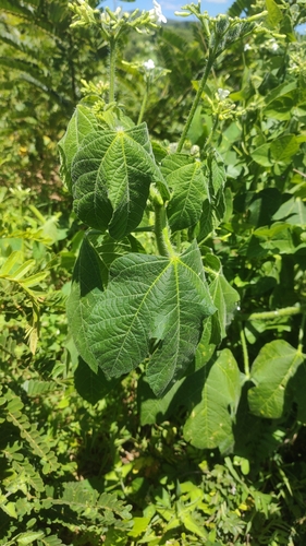 tropical bull nettle
