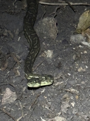 Coastal Carpet Python sighting