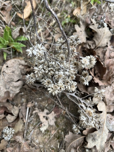 iNaturalist observation photo of California cudweed