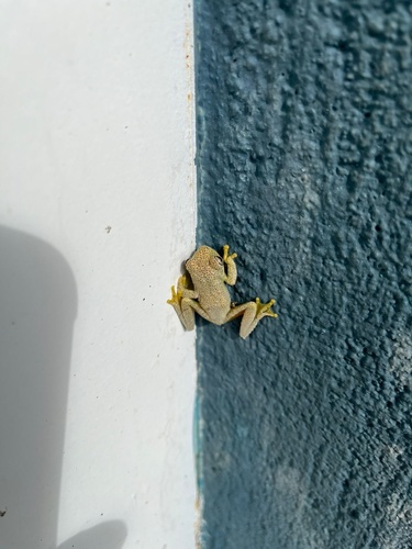 Usina Tree Frog