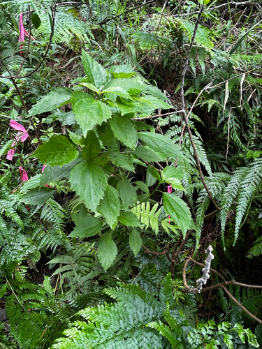 Neraudia angulata var. dentata