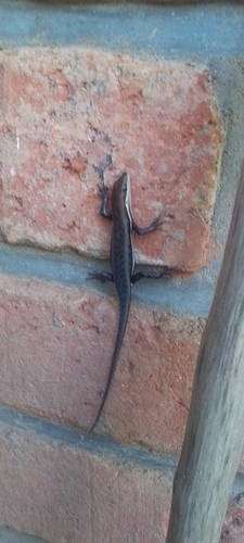 Variable Skink
