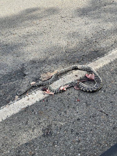 Coastal Carpet Python sighting
