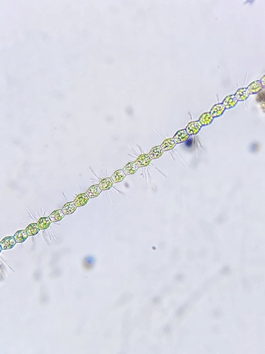 Oedogonium reinschii